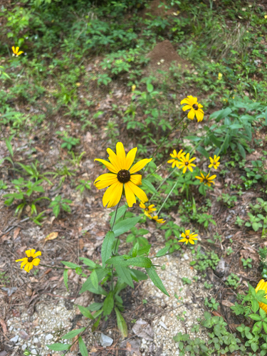 black-eyed Susan