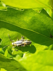 Trirhabda bacharidis