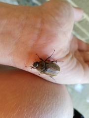 Phyllophaga crenulata