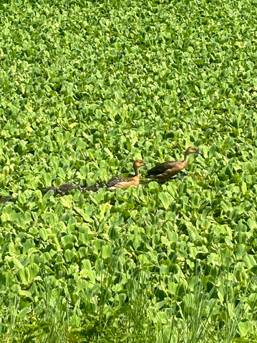 iNaturalist image
