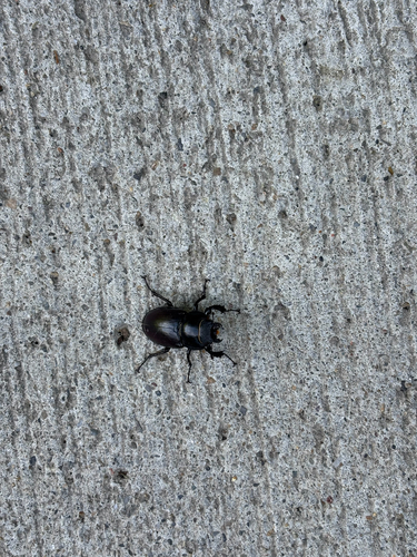 European Stag Beetle