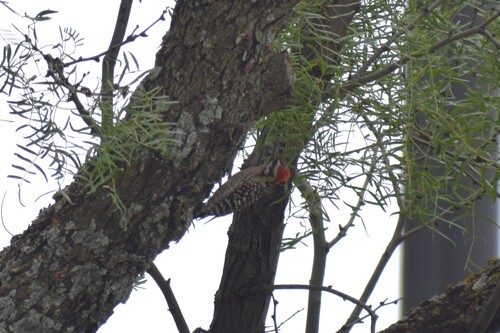 Ladder-backed Woodpecker