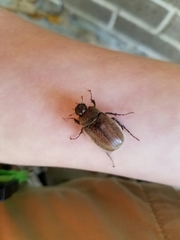 Phyllophaga crenulata