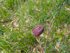 Fritillaria montana