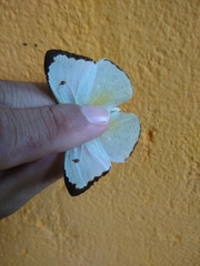 Aphrissa boisduvalii
