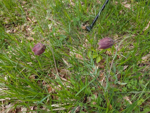 Fritillaria montana, photograph 1