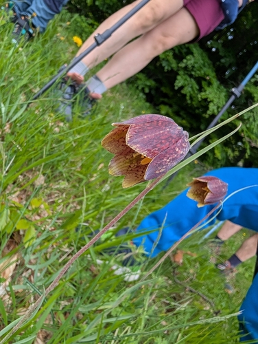 Fritillaria montana, photograph 2
