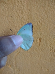Aphrissa boisduvalii