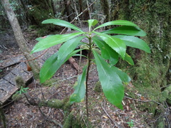 Anopterus glandulosus