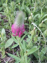 Trifolium purpureum