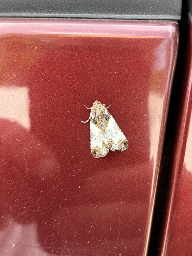 iNaturalist observation photo of Tufted Bird-dropping Moth