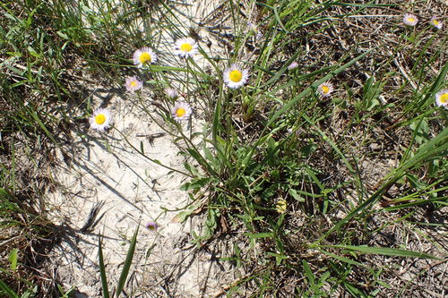 Geiser's fleabane (Erigeron geiseri)