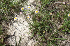 Erigeron geiseri