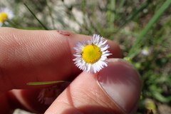 Erigeron geiseri