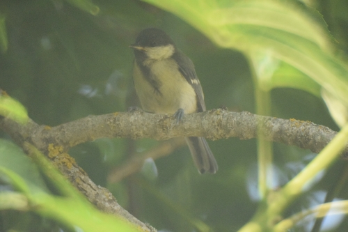 Great Tit