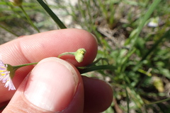 Erigeron geiseri