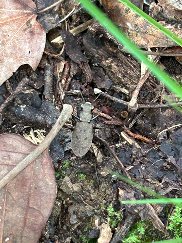 One-spotted Tiger Beetle