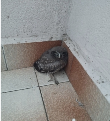 Little Owl