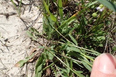 Erigeron geiseri