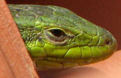 Podarcis siculus campestris