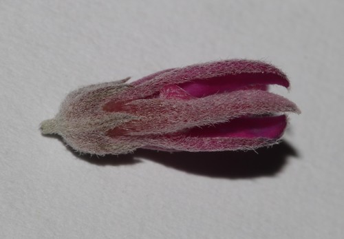 Image of Indigofera acocksii by (c) Brian du Preez, some rights reserved (CC BY-SA)