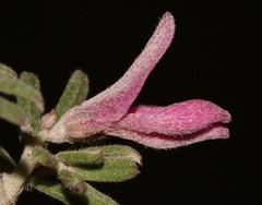 Indigofera hamulosa