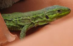 Podarcis siculus campestris