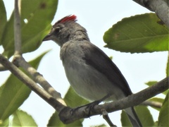 Coryphospingus pileatus