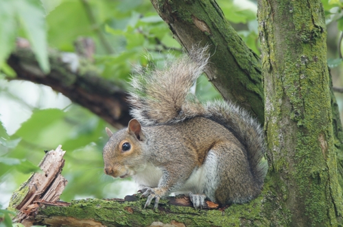 Östliches Grauhörnchen