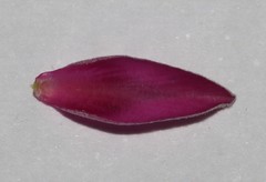 Indigofera hamulosa