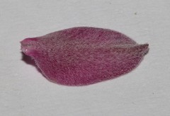 Indigofera hamulosa