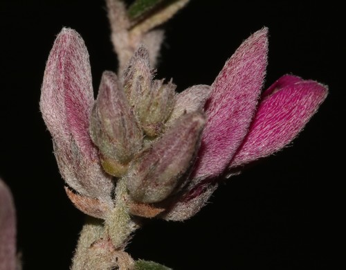 Image of Indigofera acocksii by (c) Brian du Preez, some rights reserved (CC BY-SA)
