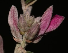 Indigofera hamulosa