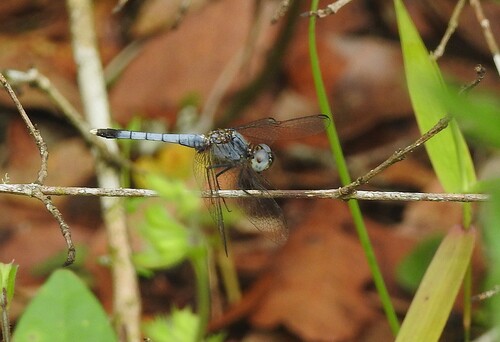 Little Blue Dragonlet