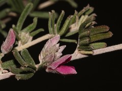 Indigofera hamulosa