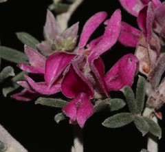 Indigofera hamulosa