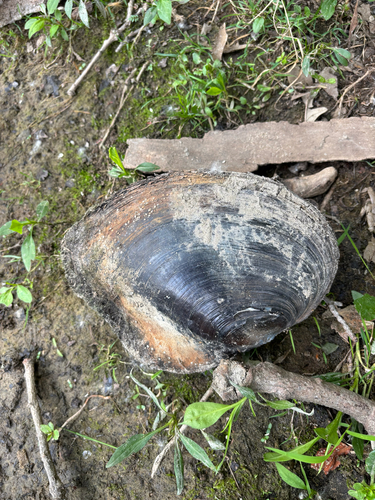 iNaturalist observation photo of Unioninae