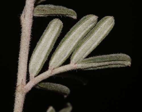 Image of Indigofera acocksii by (c) Brian du Preez, some rights reserved (CC BY-SA)