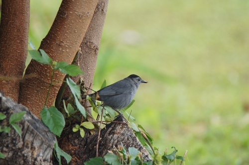 Gray Catbird