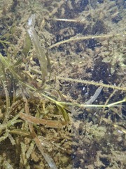 Red-stemmed pondweed (Potamogeton ochreatus)