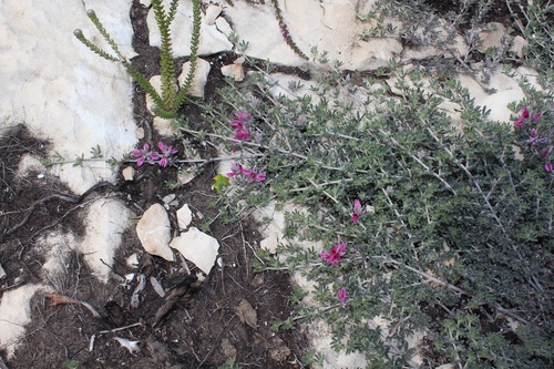 Image of Indigofera acocksii by (c) Brian du Preez, some rights reserved (CC BY-SA)