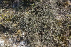 Genista albida