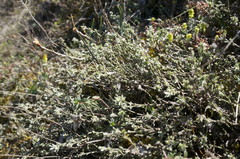 Genista albida