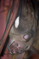 Macronycteris commersonii