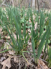 Allium cepa aggregatum