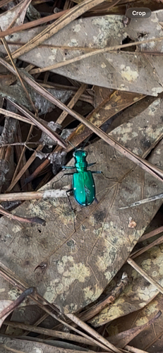 Six-spotted Tiger Beetle