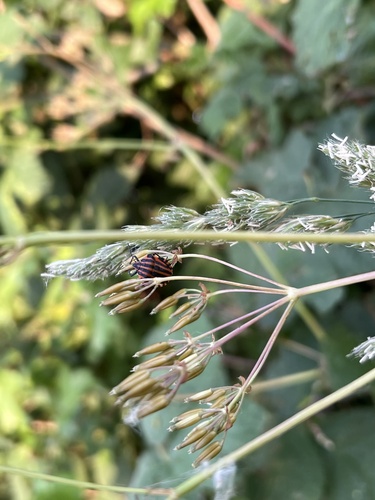 Continental Striped Shield Bug