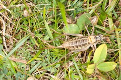 Sorapagus catalaunicus