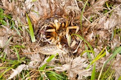 Sorapagus catalaunicus