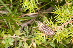 Sorapagus catalaunicus